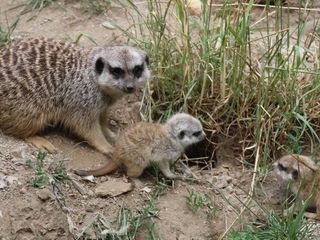 Giraffe, Erdmaennchen & Co.