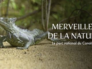 Phaenomenale Natur