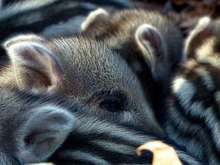 Wildschweine - Das Comeback