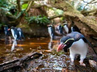 Wildes Neuseeland