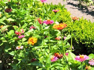 rbb Gartenzeit