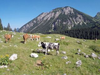 Die Kuehe sind los!