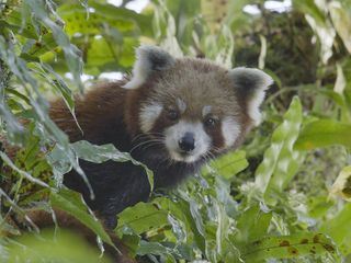 Der Kleine Panda - Verborgen im Himalaya
