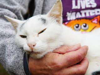 Die Superkraefte der Tiere