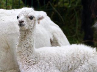 Leopard, Seebaer & Co.