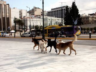 Glueckliche Strassenhunde in Griechenland?