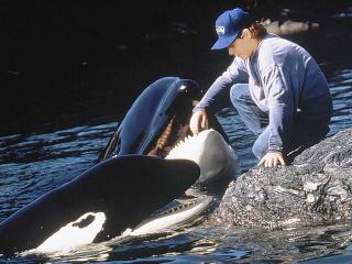 Free Willy 2 - Freiheit in Gefahr