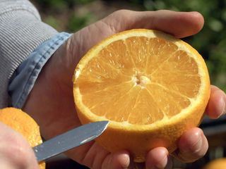 Die Welt der Zitrusfruechte