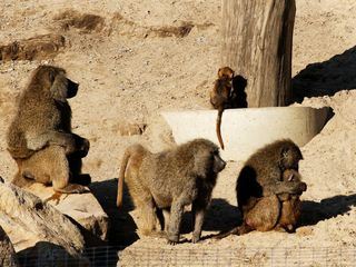 Das Waisenhaus fuer wilde Tiere