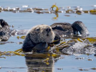 Mission Seeotter - Rettung fuer Kaliforniens Kelpwaelder