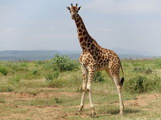 Kenia: Giraffen als Botschafter des Friedens