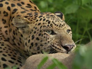 Die Leoparden-Dynastie