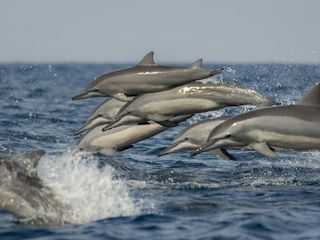 Fragile Schoenheit Mittelmeer