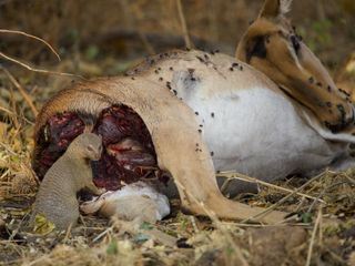 Afrikas wilde Tierwelt