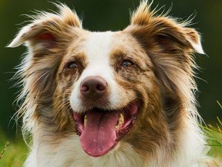 Tiere in den Flegeljahren Tiere in den Flegeljahren