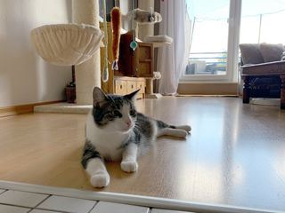 Das geheime Wesen der Katzen