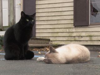 Der unglaubliche Dr. Pol