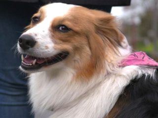 Der Hundeprofi - Ruetters Team