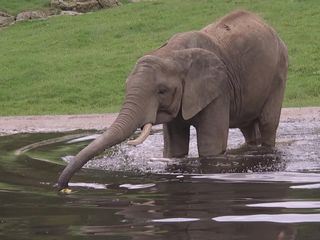 Giraffe, Erdmaennchen & Co.