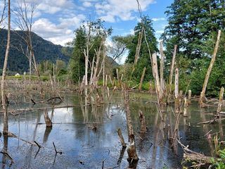 Das Bleistaetter Moor - Vom Moor zum Ackerboden zum Moor