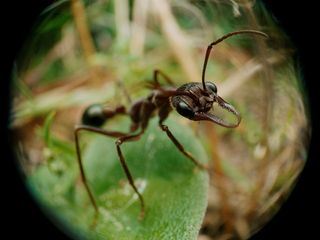 Ameisen - Die heimliche Weltmacht