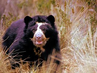 Big Five Suedamerika