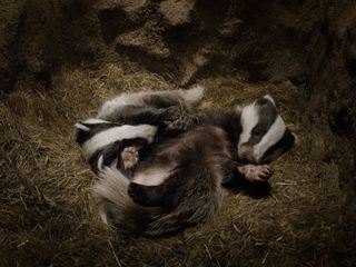 Wilde Familien