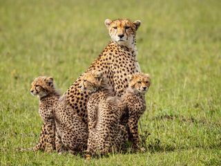Masai Mara