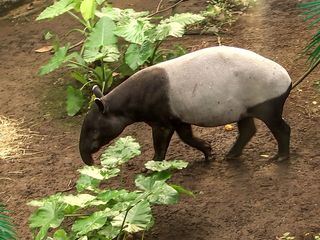 Elefant, Tiger & Co.