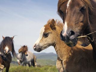 Wales - Der Wilde Westen Grossbritanniens