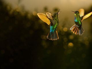 Luftakrobaten des Tierreichs