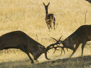 Portugal - wild und ungezaehmt
