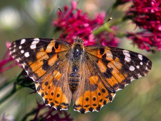 Schmetterlinge!!! - Superhelden der Natur