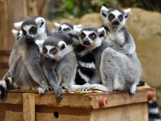 Leopard, Seebaer & Co.