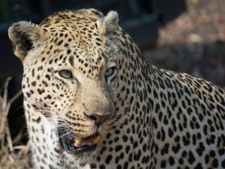 Afrikas toedlichste Jaeger