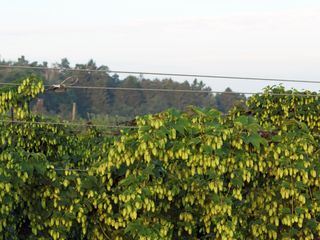 Hopfengaerten und wilde Natur