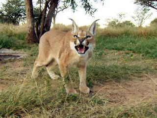 Das Waisenhaus fuer wilde Tiere Das Waisenhaus fuer wilde Tiere