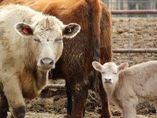 Der unglaubliche Dr. Pol