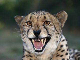 Tiere ausser Rand und Band