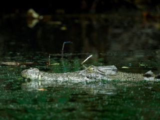 Meister der Jagd am Great Barrier Reef