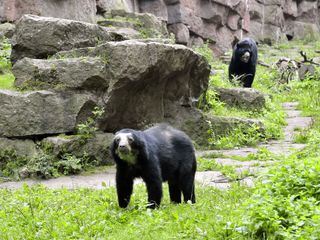 Panda, Gorilla & Co.