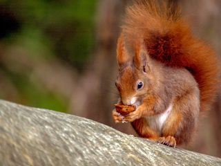 Geheimnisvolle Eichhoernchen