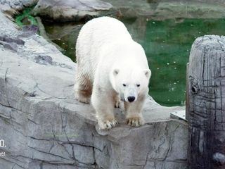 Seeloewe & Co - tierisch beliebt