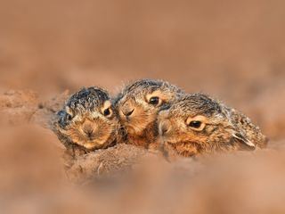 Die Sendung mit dem Elefanten