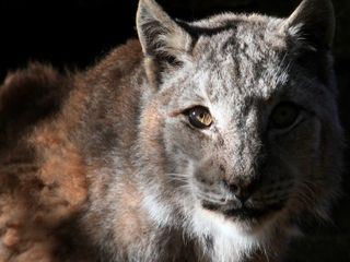 Animal Mysteries - Unglaubliches Tierverhalten