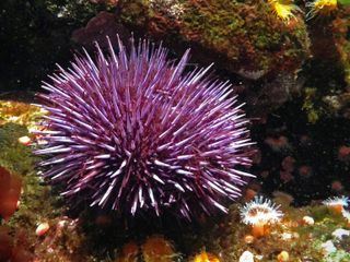 Alien Abyss - Ausserirdische Tiefe