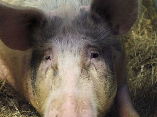 Der XXL-Ostfriese - Unterwegs mit Knochenbrecher Tamme Hanken