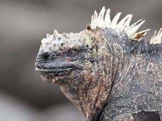 Drachenraetsel - Die verschwundenen Meerechsen von Galápagos