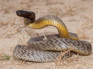 Australiens Schlangen - Giftig und gefaehrlich