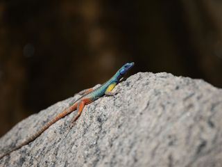 Die Farben der Tierwelt
